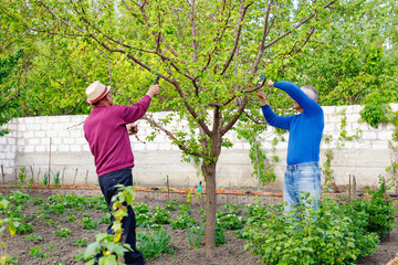 Two adult farmers with glasses and hat pruning trees in garden outdoors