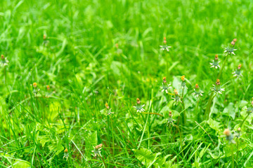 Closed dandelion flowers on a background of green grass. Soft focus. Copy space.