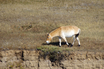 ホスタイ国立公園で見られる野生のモウコノウマ