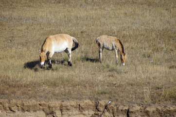 Naklejka premium ホスタイ国立公園で見られる野生のモウコノウマ