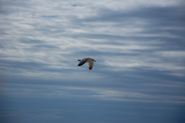 Flying bird