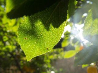Veins backlited by sun