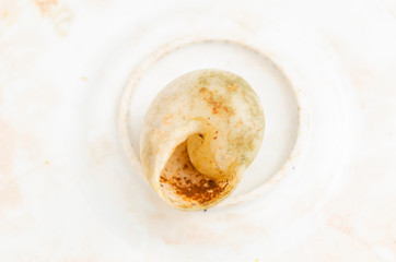 Empty Snail Shell