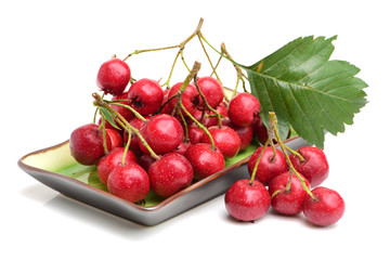 Hawthorn on white background 