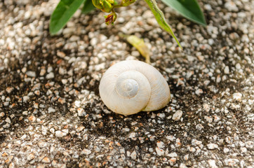 Snail Shell On Concrete Pavement