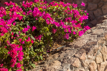 Fototapeta na wymiar Beautiful blooming bougainvillea in garden