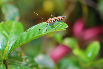 grasshopper on a leaf