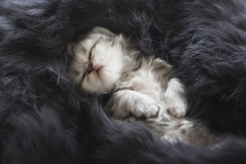  kittens sleeping on black fur
