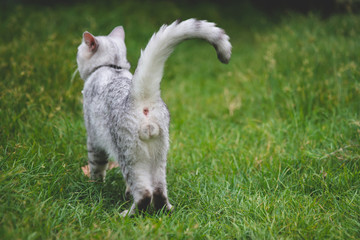 close up of cat testicles