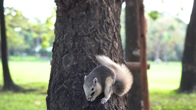 The squirrel eat nut on the tree in the park.