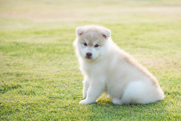Naklejka na ściany i meble siberian husky puppy on grass under sunlight