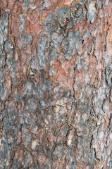 Pine bark close-up