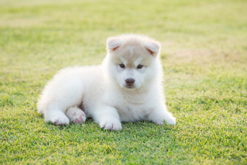 siberian husky puppy on grass under sunlight