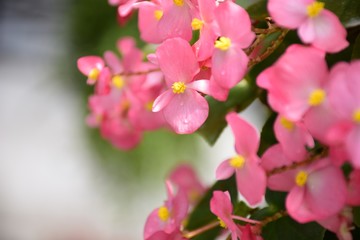 Fototapeta na wymiar Close up pink Begonia flowers with green leafs in the park.