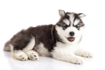 Obraz premium siberian husky puppy lying on white background isolated