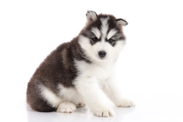 siberian husky puppy lying on white background isolated