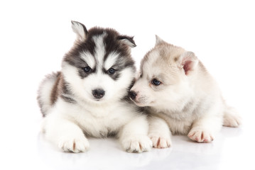 Two siberian husky puppies on white background