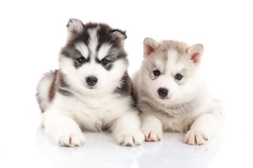 Two siberian husky puppies on white background