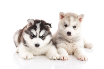 Two siberian husky puppies on white background