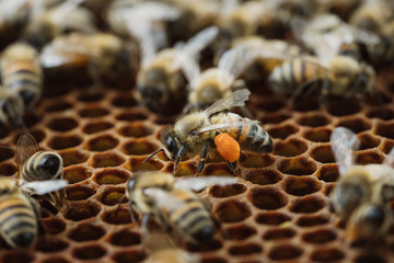 beekeeper at work