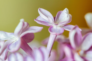Purple lilac flowers in full bloom. Common lilac (Syringa vulgaris) as a background. Macro, selective focus