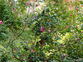 Camellia japonica - Arbuste Camélia du Japon aux élégantes fleurs et feuillage décoratif