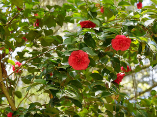 Camellia japonica - Arbuste Camélia du Japon aux élégantes fleurs rouges et feuillage décoratif