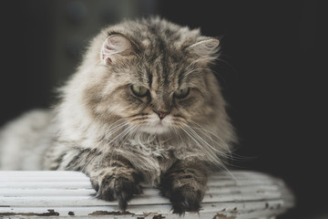 cat looking up on cat tower