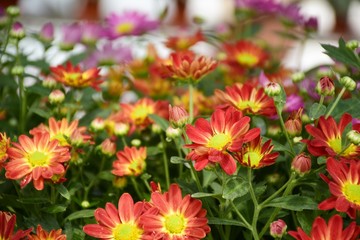 Colorful Chrysanthemum flowers in farm of Thailand.