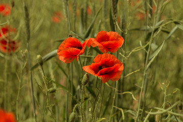 Flowers Red poppies bloom in the wild field. Beautiful field red poppies with selective focus, soft light. Natural Drugs - Opium Poppy. Glade of red wildflowers