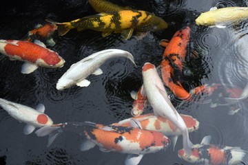 Fancy carp or Koi fish swim in the pond at the garden with water wave.
