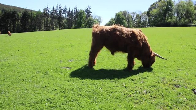 Isolated bull, cows and small breeds of calves the highlander cow Scotland. Famous Scottish Highland cow. Highland cow eating grass.