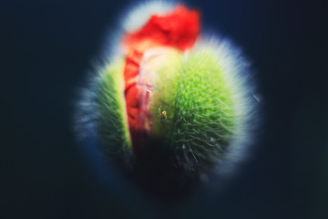 flower poppy close up. unblown poppy bud . spider on poppy flower close