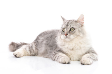 Persian cat on white background,isolated