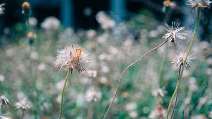 Blooming grass flower in the afternoon