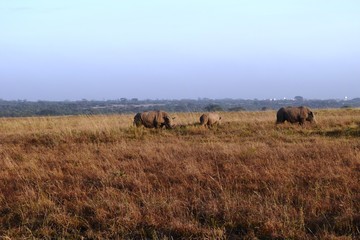 Fototapeta na wymiar Rhino in it's Habitat