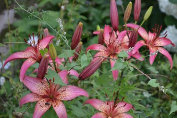 flower, nature, plant, garden, lily, flowers, beauty, red, beautiful, green, blossom, floral, bloom, leaf, flora, spring, macro, petal, summer, bright, color, plants, closeup