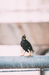 White vent myna hang on the light pole in the afternoon