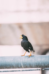 White vent myna hang on the light pole in the afternoon