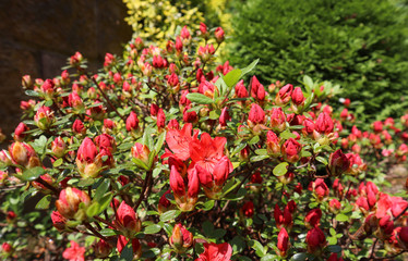 Opening of beautiful red azalea flower in spring garden. Gardening concept. Floral background