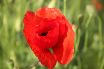Obraz premium Poppy flower background in the garden.