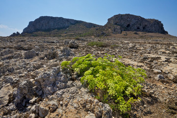 Punta Faraglioni. Favignana Island, Sicily, Italy