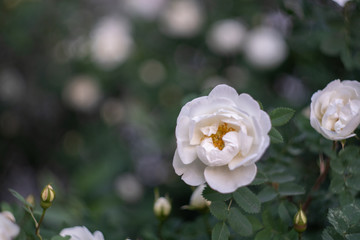 Obraz premium White rose bush with bokeh. Shot with vintage Helios lens 44M3