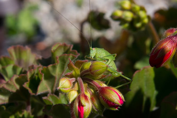 Great green bush cricket (Tettigonia viridissima) perched on a flower and cleaning its legs