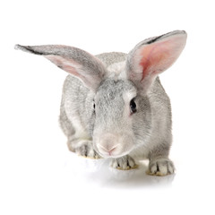 grey rabbit on a white background