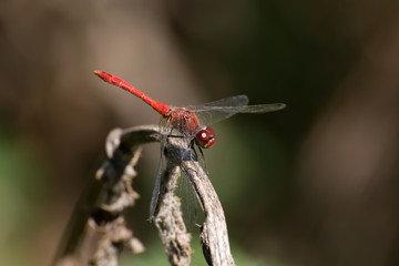 Male scarlet dragonfly (Crocothemis erythraea) perched on a dry stalk, soft background