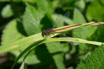 Male large red damselfly (Pyrrhosoma nymphula) perched on a blade of grass