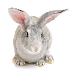 Obraz premium grey rabbit on a white background