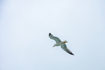 Closeup of flying seagull