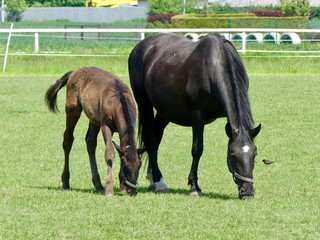 Obraz premium Horse and foal on pasture